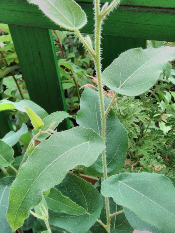 Eucalyptus 'Lemon Fresh', foto 2