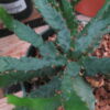 Euphorbia stellata, pianta da interno