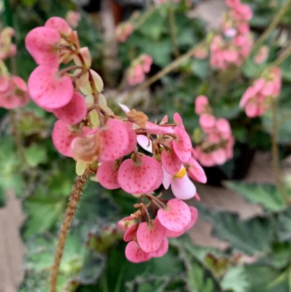 Begonia My Special Angel, foto 3