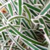 Ficinia truncata ‘Ice Crystal’, pianta da esterno