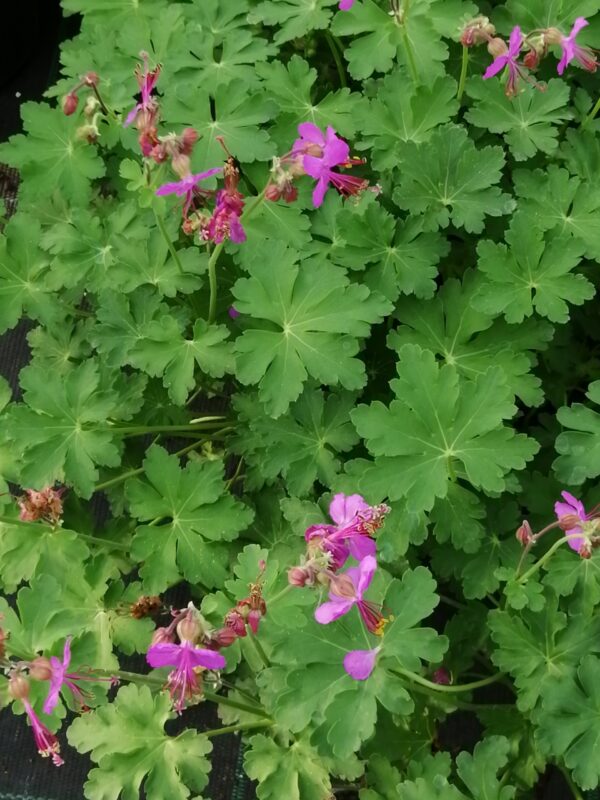 Geranium x magnificum Rosemoor, foto 12