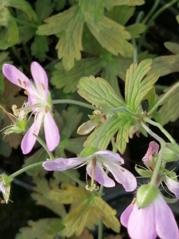 Geranium maculatum Espresso, pianta da esterno