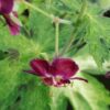 Geranium phaeum Raven, pianta da esterno