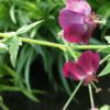 Geranium phaeum Samobor, pianta da esterno