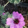 Geranium cinereum Ballerina, pianta da esterno