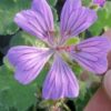 Geranium x magnificum Rosemoore, pianta da esterno