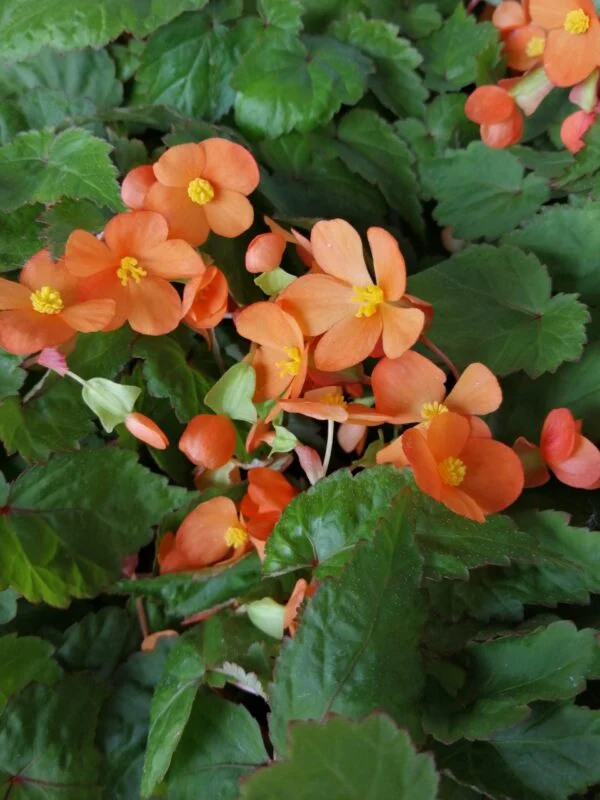 Geranium x magnificum Rosemoor, foto 17