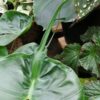 Alocasia macrorrhiza Stingray, pianta da interno