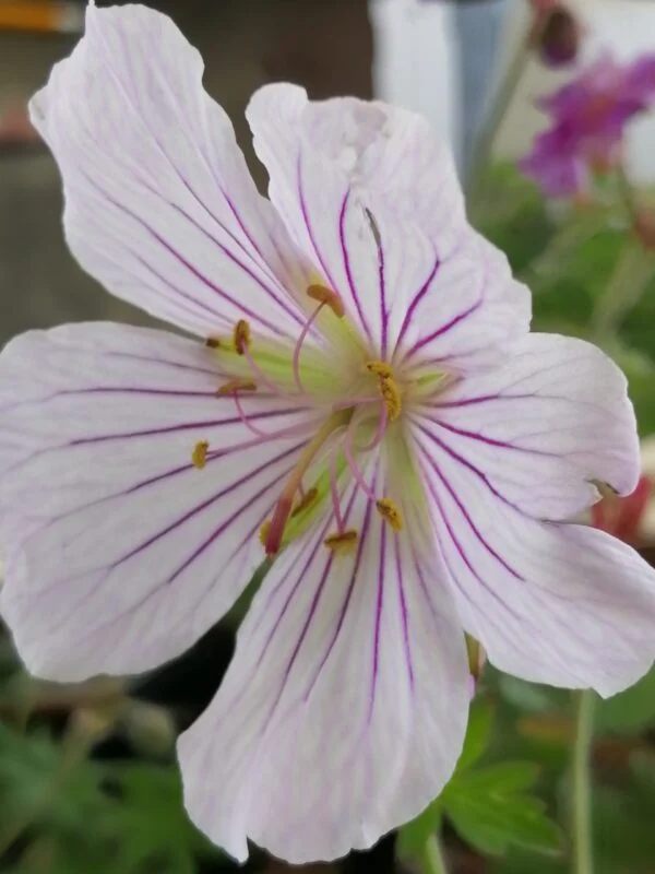 Geranium x magnificum Rosemoor, foto 4