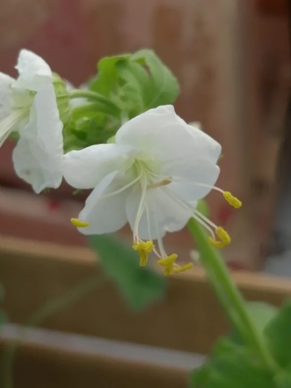 Geranium x magnificum Rosemoor, foto 7