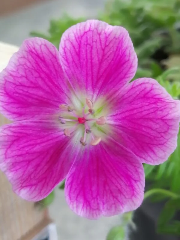 Geranium x magnificum Rosemoor, foto 2