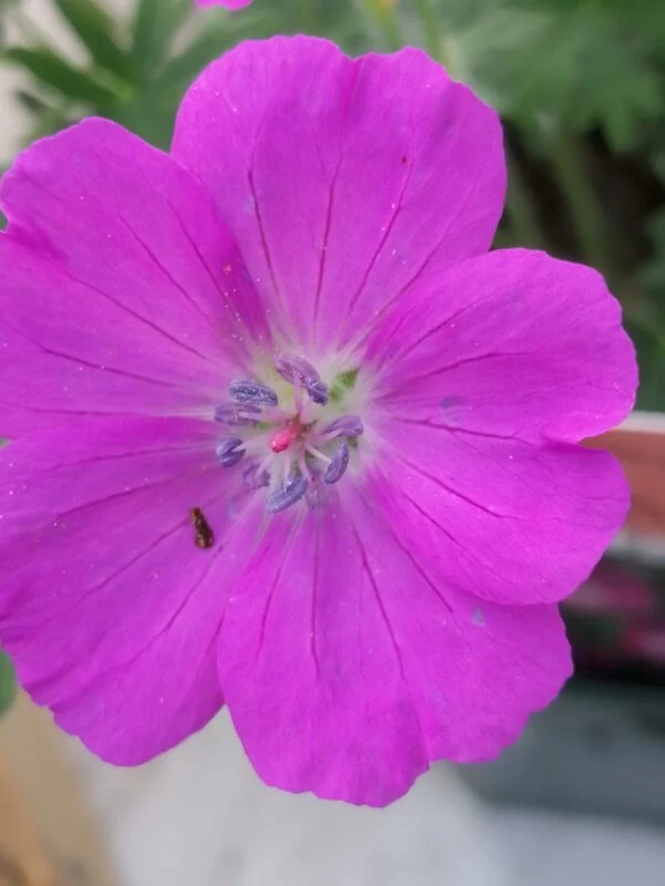 Geranium x magnificum Rosemoor, foto 8