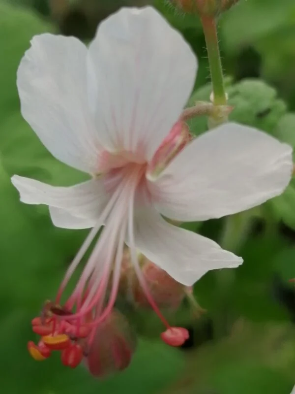 Geranium x magnificum Rosemoor, foto 9