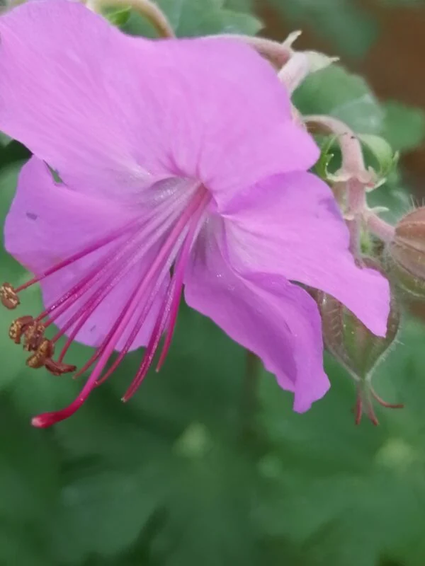 Geranium x magnificum Rosemoor, foto 10