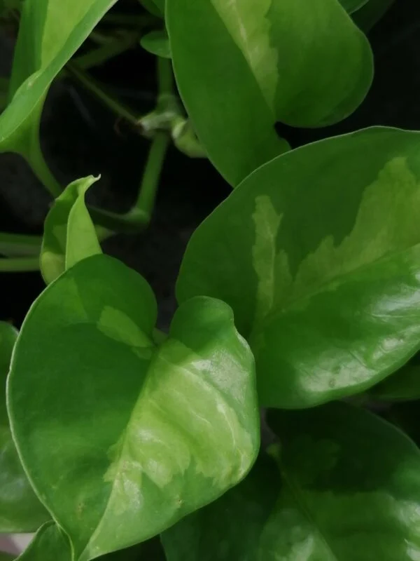 Scindapsus Global Green, Epipremnum, Potos Global Green, foto 3