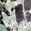 Atriplex halimus , Pianta del Sale, pianta per orto e cucina