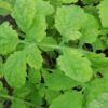 Chelidonium majus, pianta per orto e cucina