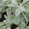 Sideritis syriaca, pianta per orto e cucina