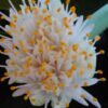 Haemanthus albiflos, pianta da interno