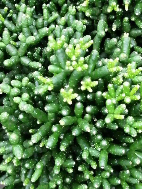 Hatiora salicornioides, pianta da interno