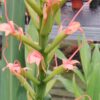 Hedychium angustifolium, pianta da esterno