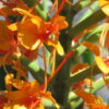 Hedychium coccineum, pianta da esterno