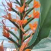 Hedychium coccineum ‘Tara’, pianta da esterno