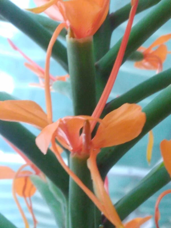 Hedychium coccineum 'Tara', foto 2