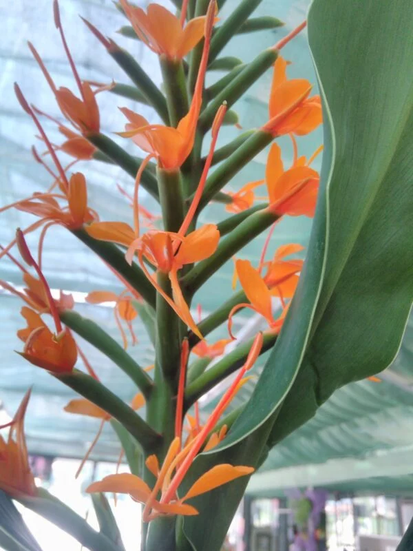 Hedychium coccineum ‘Tara’, pianta da esterno