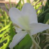 Hedychium coronarium, pianta da esterno