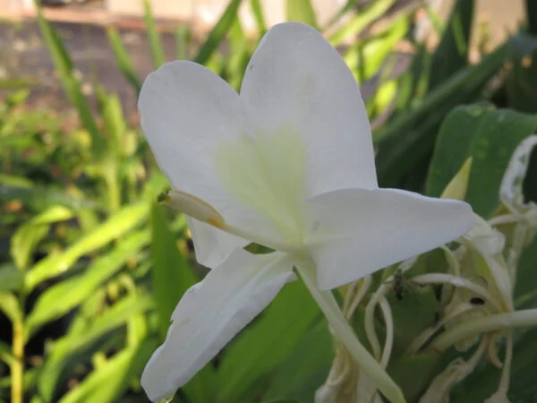 Hedychium coronarium, pianta da esterno