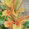 Hedychium gardnerianum, pianta da esterno