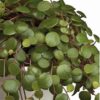 Peperomia Pepperspot in basket, pianta da interno