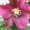 Helleborus, pianta da esterno