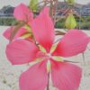 Hibiscus coccineus, sin hibiscus cannabinus, pianta da esterno