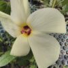 Hibiscus manihot sin. Abelmoschus manihot, pianta da esterno
