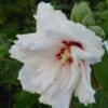 Hibiscus syriacus, pianta da esterno