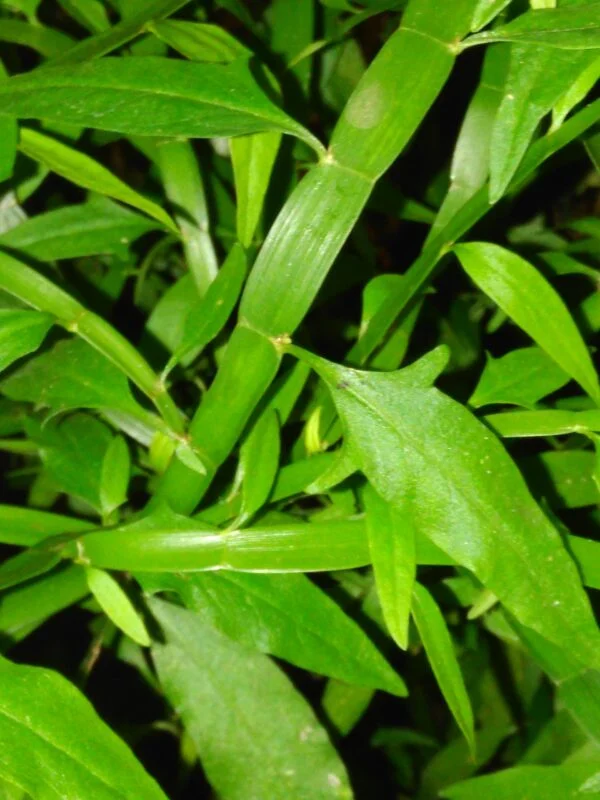 Homalocladium platycladum, foto 3