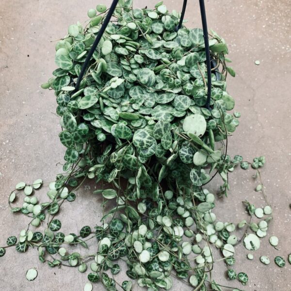 Peperomia prostrata, foto 3