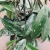 Hoya carnosa Shirley, pianta da interno