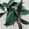 Hoya carnosa Dark Red, pianta da interno