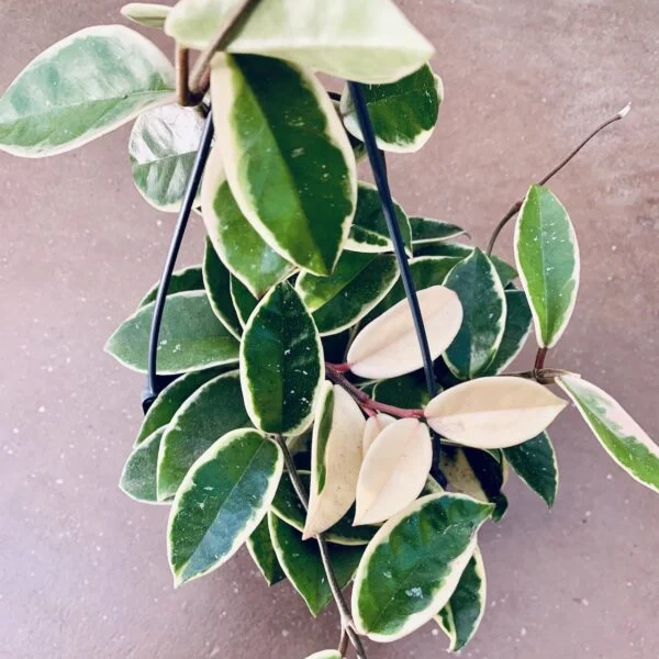 Hoya carnosa Krimson Queen, foto 2