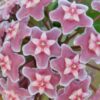 Hoya pubicalyx Reva, 'Silver Pink Splash', pianta da interno