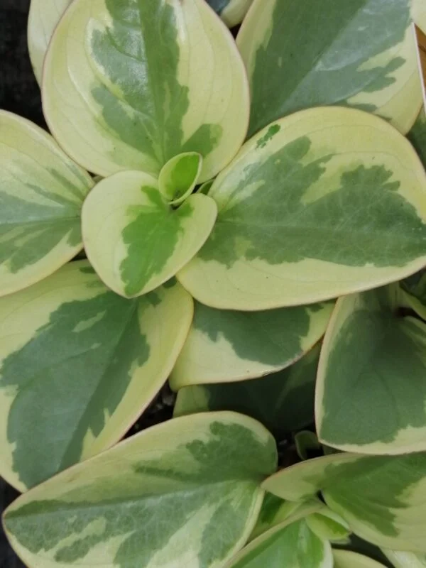 Hoya retusa, foto 5