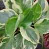 Peperomia obtusifolia USA, pianta da interno