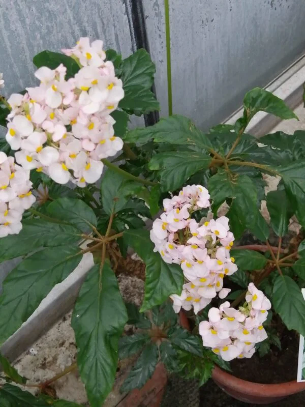 Hoya retusa, foto 7
