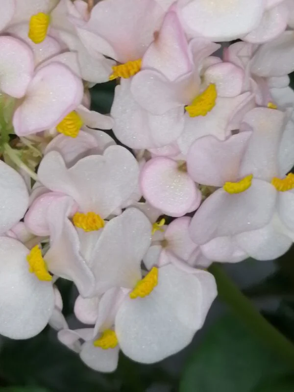 Hoya retusa, foto 8