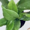 Hoya carnosa Silver Flake, pianta da interno
