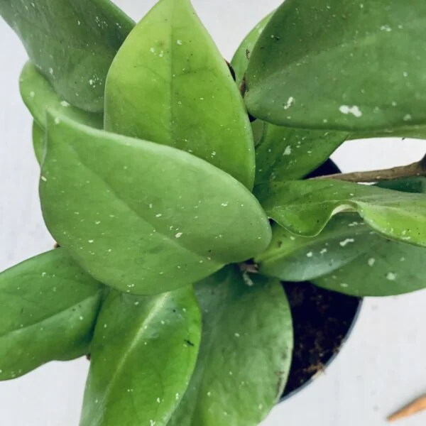 Hoya carnosa Silver Flake, pianta da interno