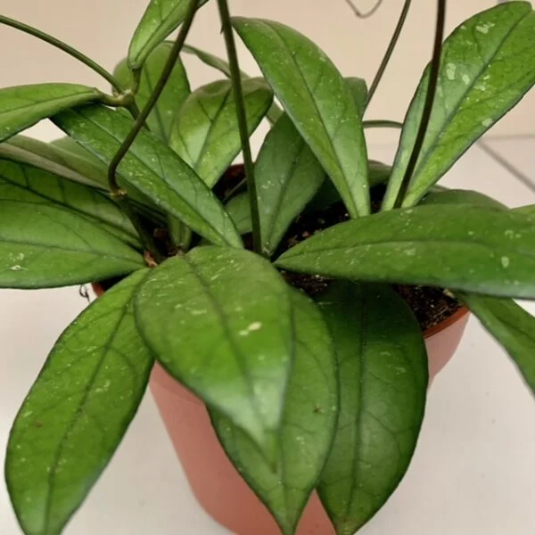 Hoya crassipetiolata, foto 3